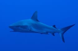 Truk - Chuuk scuba diving holiday - grey reef shark.